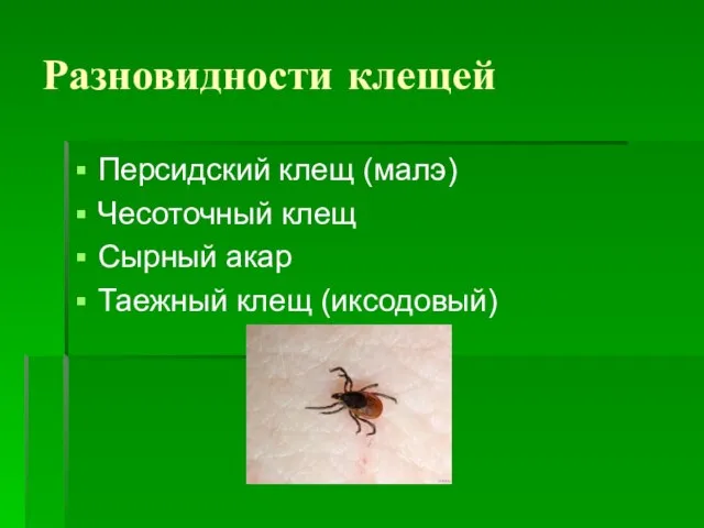 Разновидности клещей Персидский клещ (малэ) Чесоточный клещ Сырный акар Таежный клещ (иксодовый)