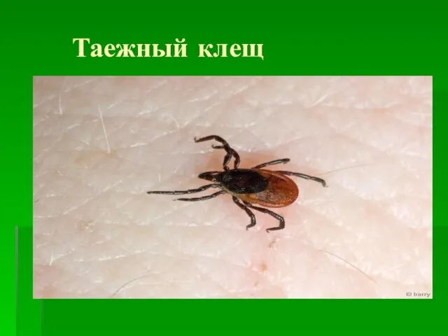 Таежный клещ