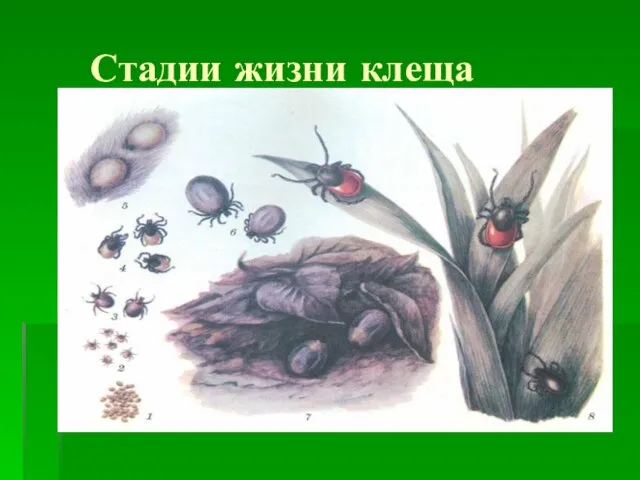 Стадии жизни клеща Личинка (размер 0,5мм) Нимфа (размер 1,5мм) Взрослый клещ (имаго) (размер 2.5мм)