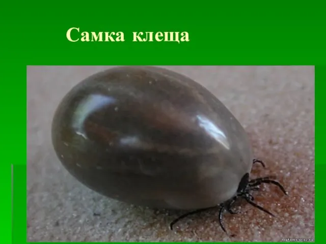 Самка клеща