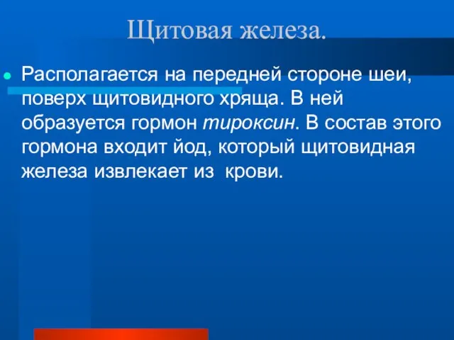 Щитовая железа. Располагается на передней стороне шеи, поверх щитовидного хряща. В ней