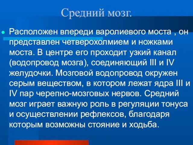 Средний мозг. Расположен впереди варолиевого моста , он представлен четверохолмием и ножками