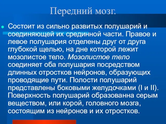 Передний мозг. Состоит из сильно развитых полушарий и соединяющей их срединной части.