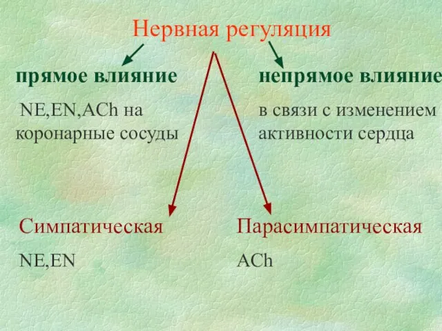 Нервная регуляция прямое влияние NE,EN,AСh на коронарные сосуды непрямое влияние в связи