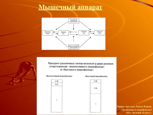 Мышечный аппарат Энрико Арселли, Ренато Канова «Тренировка в марафонском беге: научный подход.»