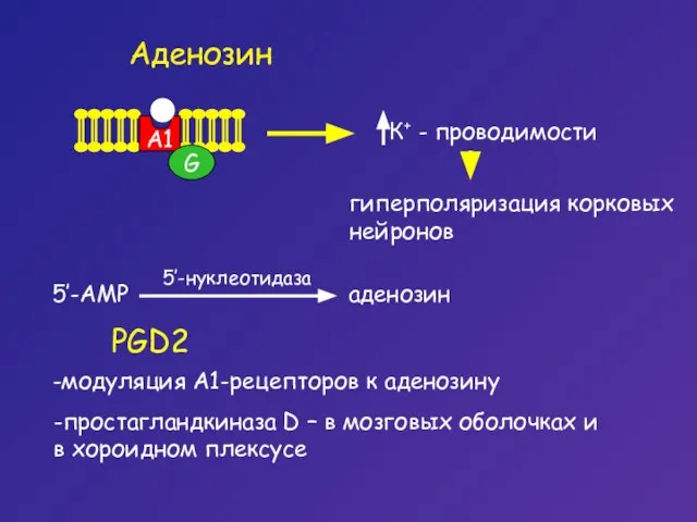 Аденозин G A1 гиперполяризация корковых нейронов PGD2 -модуляция А1-рецепторов к аденозину -простагландкиназа