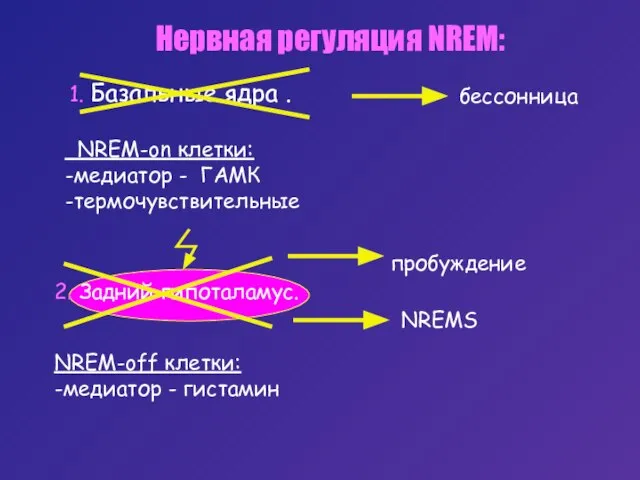 Нервная регуляция NREM: 1. Базальные ядра . NREM-on клетки: -медиатор - ГАМК