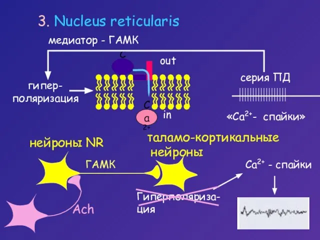 3. Nucleus reticularis медиатор - ГАМК Са2+ Са2+ - спайки in out