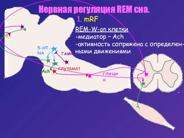 Нервная регуляция REM сна. 1. mRF REM-W-on клетки -медиатор – Ach -активность