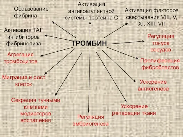 ТРОМБИН