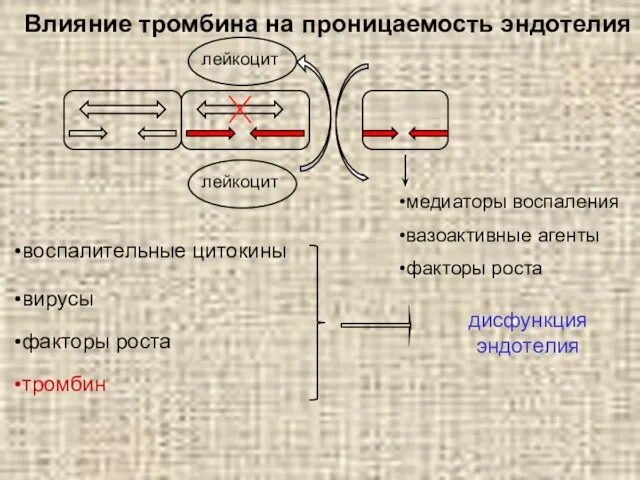 Влияние тромбина на проницаемость эндотелия тромбин дисфункция эндотелия медиаторы воспаления вазоактивные агенты факторы роста