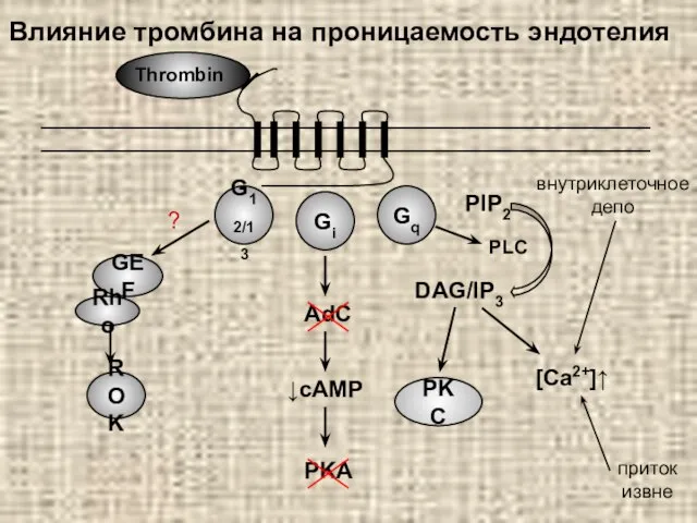 Влияние тромбина на проницаемость эндотелия Gq Gi G12/13 PLC PIP2 DAG/IP3 [Ca2+]↑