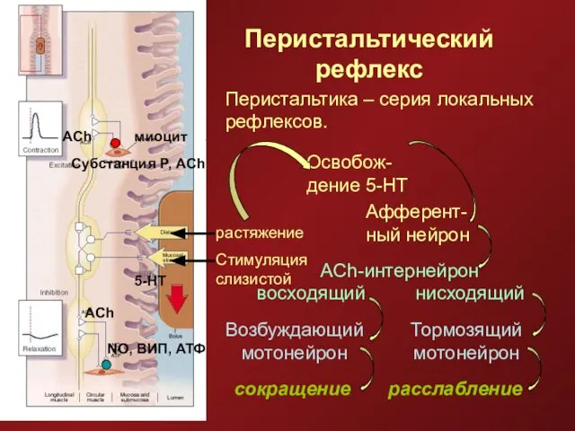 Перистальтический рефлекс миоцит Субстанция Р, ACh растяжение Стимуляция слизистой ACh ACh 5-HT