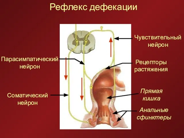 Рефлекс дефекации Соматический нейрон Парасимпатический нейрон Чувствительный нейрон Рецепторы растяжения Прямая кишка Анальные сфинктеры