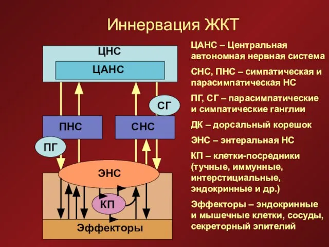 Иннервация ЖКТ ЦНС ЦАНС ПНС СНС ЭНС КП Эффекторы СГ ПГ ЦАНС