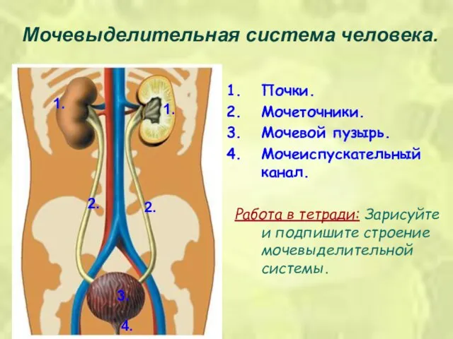 Мочевыделительная система человека. 1. 2. 3. 4. 1. 2. Почки. Мочеточники. Мочевой