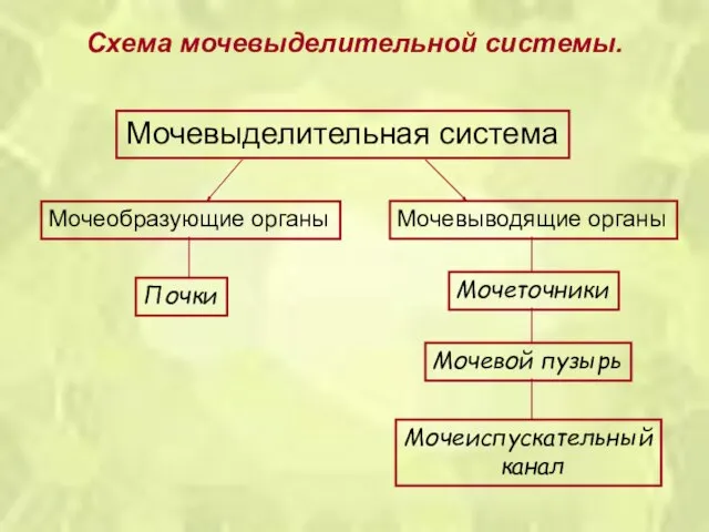 Схема мочевыделительной системы. Мочевыделительная система Мочеобразующие органы Мочевыводящие органы Почки Мочеточники Мочевой пузырь Мочеиспускательный канал