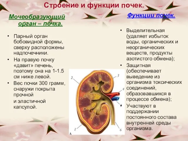 Строение и функции почек. Мочеобразующий орган – почка. Парный орган бобовидной формы,