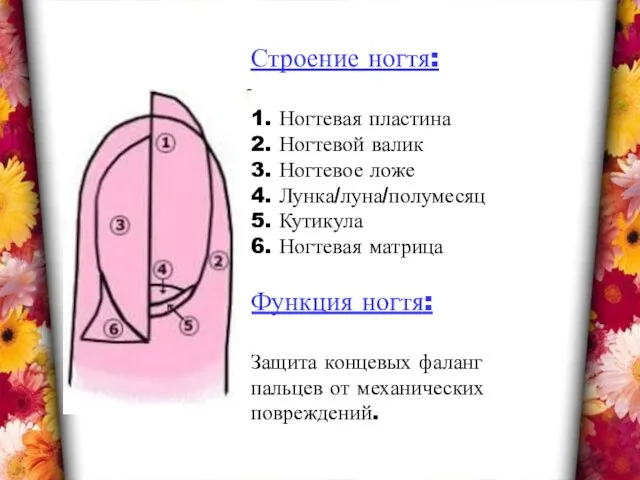 Строение ногтя: 1. Ногтевая пластина 2. Ногтевой валик 3. Ногтевое ложе 4.