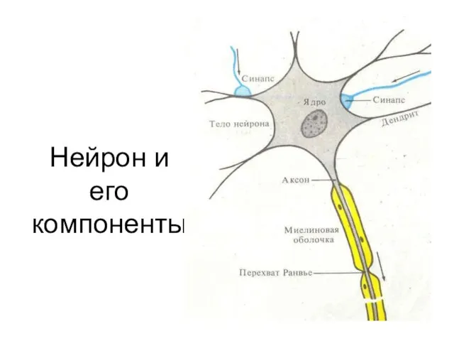 Нейрон и его компоненты