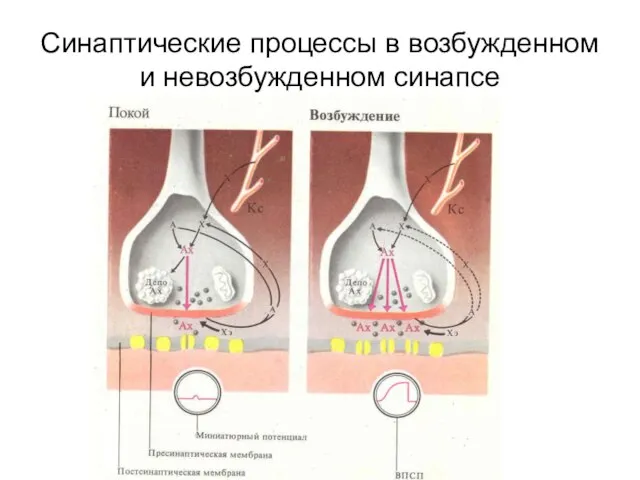 Синаптические процессы в возбужденном и невозбужденном синапсе