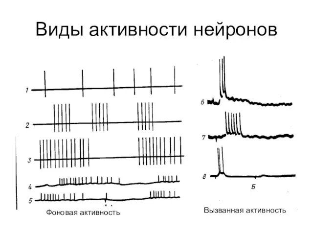 Виды активности нейронов Фоновая активность Вызванная активность