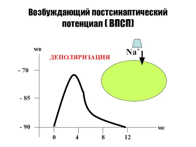 Возбуждающий постсинаптический потенциал ( ВПСП) - 90 - 85 - 70 мв