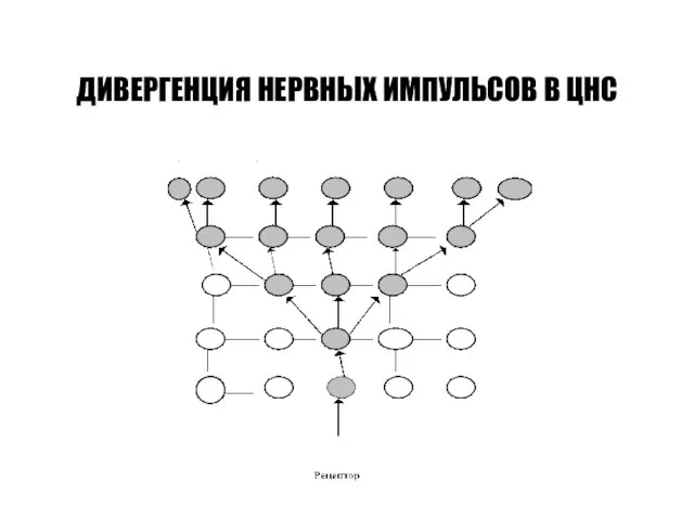 ДИВЕРГЕНЦИЯ НЕРВНЫХ ИМПУЛЬСОВ В ЦНС