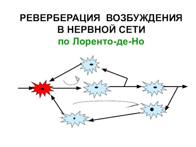 РЕВЕРБЕРАЦИЯ ВОЗБУЖДЕНИЯ В НЕРВНОЙ СЕТИ по Лоренто-де-Но