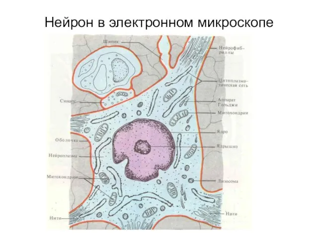 Нейрон в электронном микроскопе