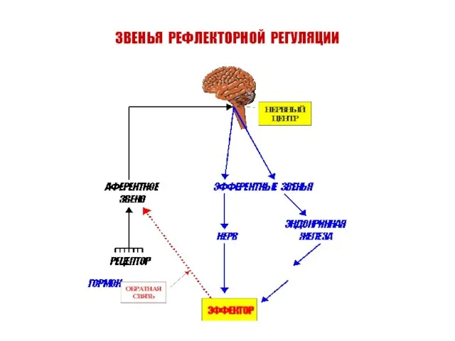 ЗВЕНЬЯ РЕФЛЕКТОРНОЙ РЕГУЛЯЦИИ