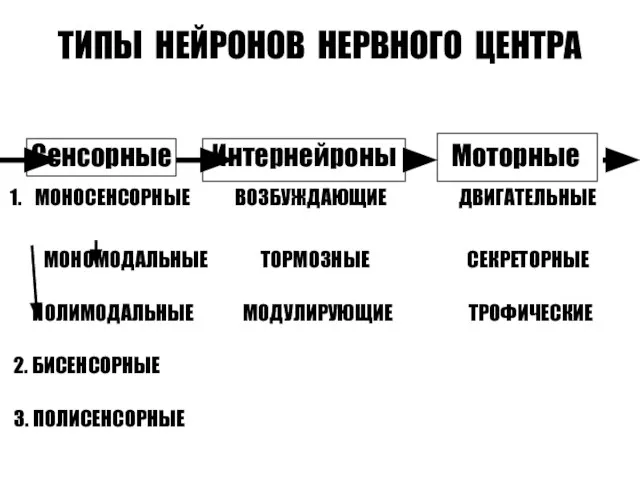 ТИПЫ НЕЙРОНОВ НЕРВНОГО ЦЕНТРА Сенсорные Интернейроны Моторные 1. МОНОСЕНСОРНЫЕ ВОЗБУЖДАЮЩИЕ ДВИГАТЕЛЬНЫЕ МОНОМОДАЛЬНЫЕ