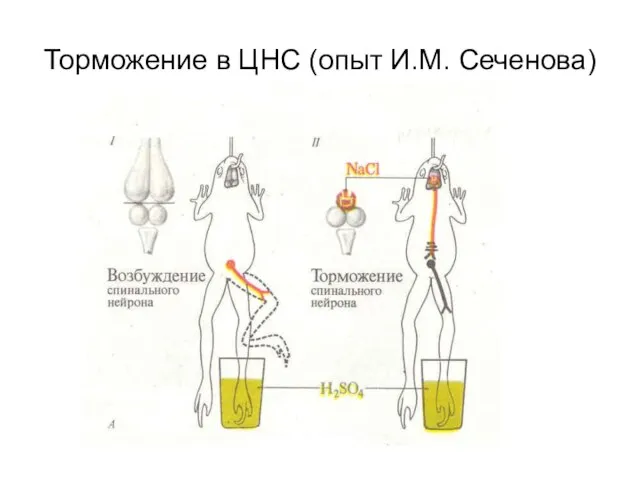 Торможение в ЦНС (опыт И.М. Сеченова)