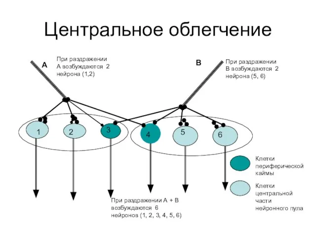 Центральное облегчение 1 2 3 4 5 6 А В При раздражении