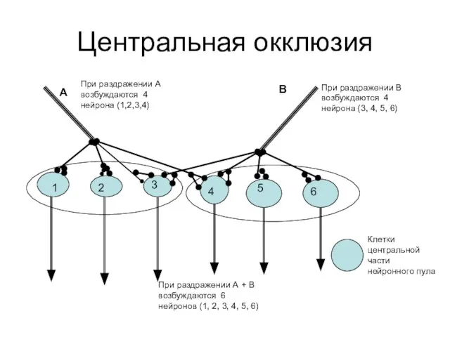 Центральная окклюзия 1 2 3 4 5 6 А В При раздражении