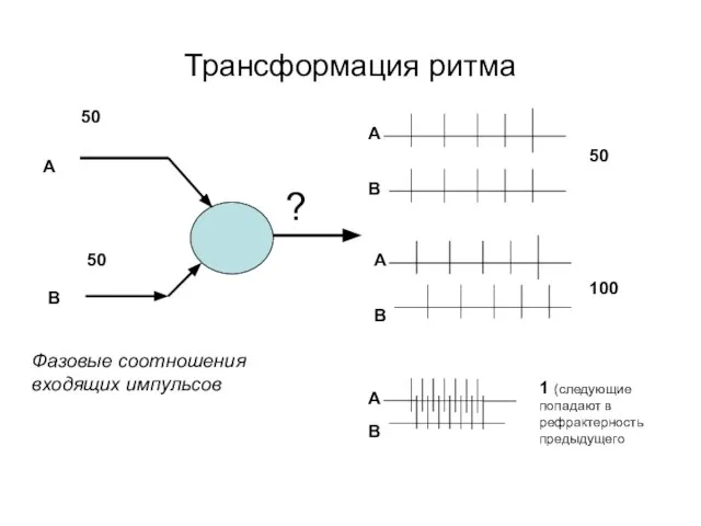 Трансформация ритма 50 50 А В 1 (следующие попадают в рефрактерность предыдущего Фазовые соотношения входящих импульсов