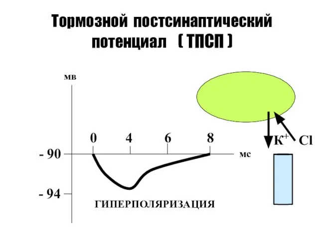 Тормозной постсинаптический потенциал ( ТПСП ) - 90 - 94 0 4