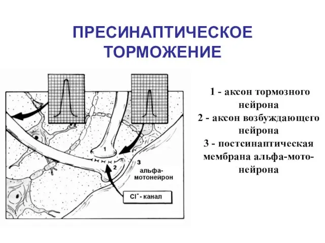 ПРЕСИНАПТИЧЕСКОЕ ТОРМОЖЕНИЕ 1 - аксон тормозного нейрона 2 - аксон возбуждающего нейрона