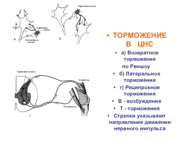 ТОРМОЖЕНИЕ В ЦНС а) Возвратное торможение по Реншоу б) Латеральное торможение г)