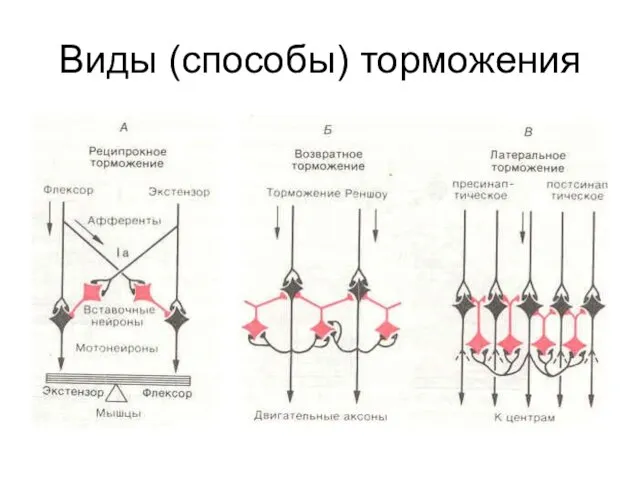 Виды (способы) торможения