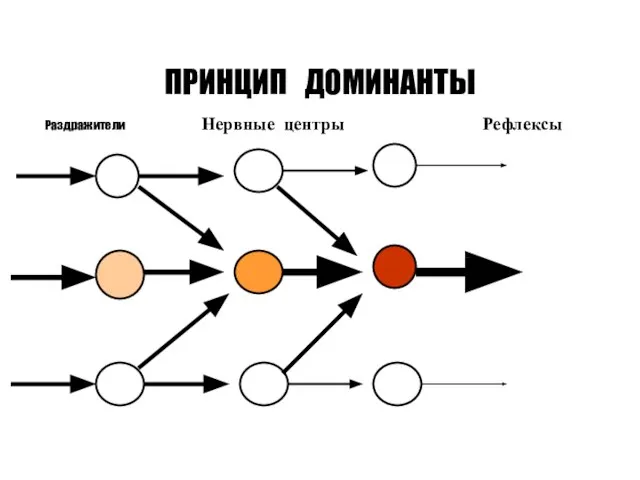 ПРИНЦИП ДОМИНАНТЫ Раздражители Нервные центры Рефлексы