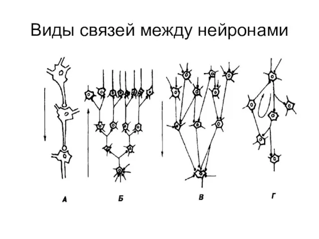 Виды связей между нейронами