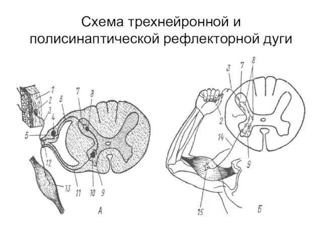 Схема трехнейронной и полисинаптической рефлекторной дуги