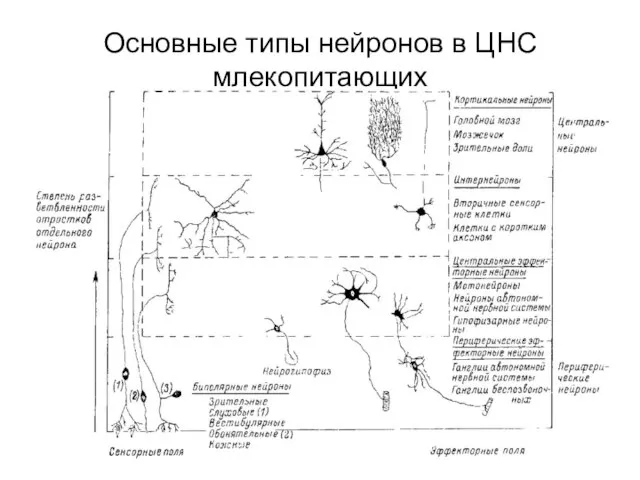 Основные типы нейронов в ЦНС млекопитающих