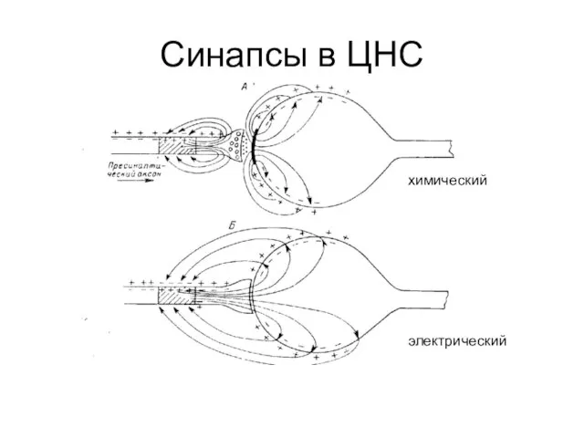 Синапсы в ЦНС химический электрический