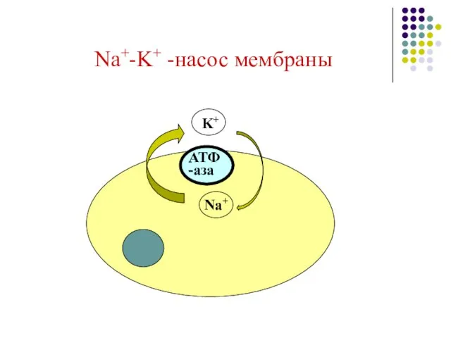 Na+-K+ -насос мембраны Na+ K+ АТФ -аза