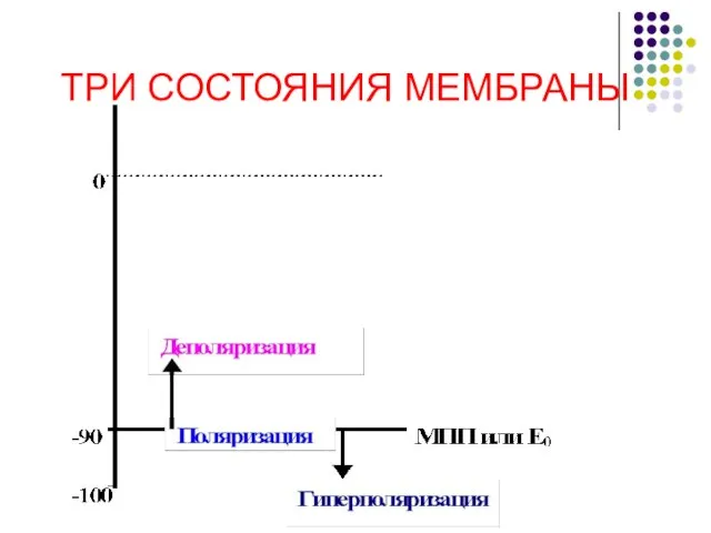 ТРИ СОСТОЯНИЯ МЕМБРАНЫ