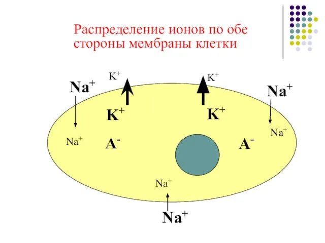 Распределение ионов по обе стороны мембраны клетки Na+ Na+ Na+ K+ K+