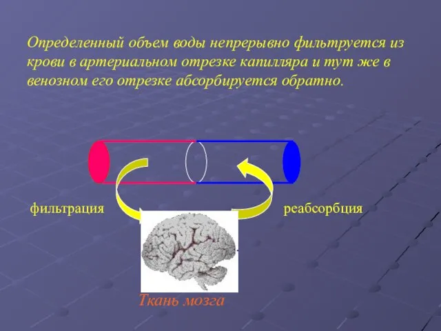 Ткань мозга Определенный объем воды непрерывно фильтруется из крови в артериальном отрезке