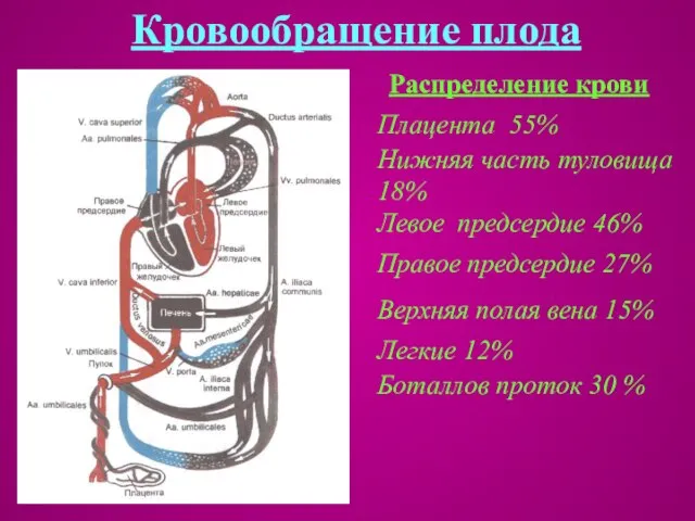 Кровообращение плода Распределение крови Плацента 55% Нижняя часть туловища 18% Левое предсердие